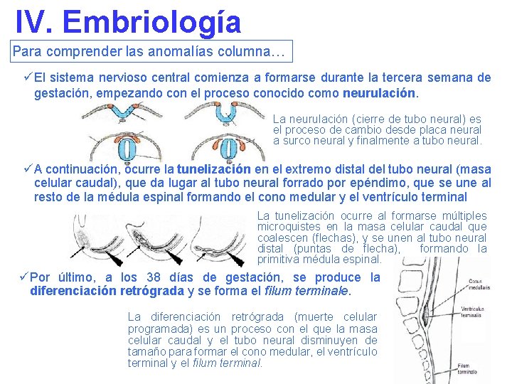 IV. Embriología Para comprender las anomalías columna… üEl sistema nervioso central comienza a formarse