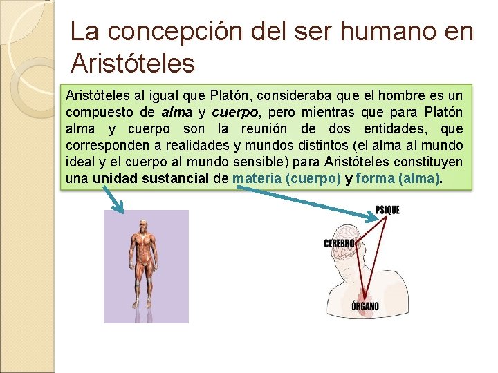 La concepción del ser humano en Aristóteles al igual que Platón, consideraba que el