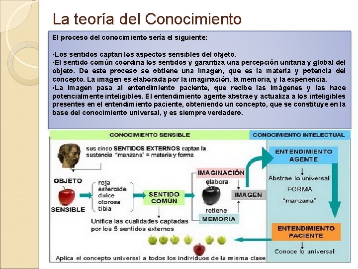 La teoría del Conocimiento El proceso del conocimiento sería el siguiente: • Los sentidos