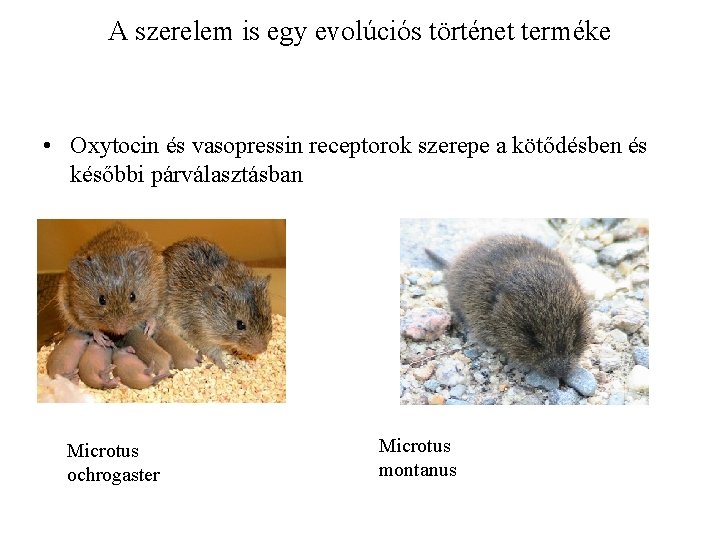 A szerelem is egy evolúciós történet terméke • Oxytocin és vasopressin receptorok szerepe a