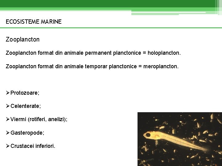 ECOSISTEME MARINE Zooplancton format din animale permanent planctonice = holoplancton. Zooplancton format din animale