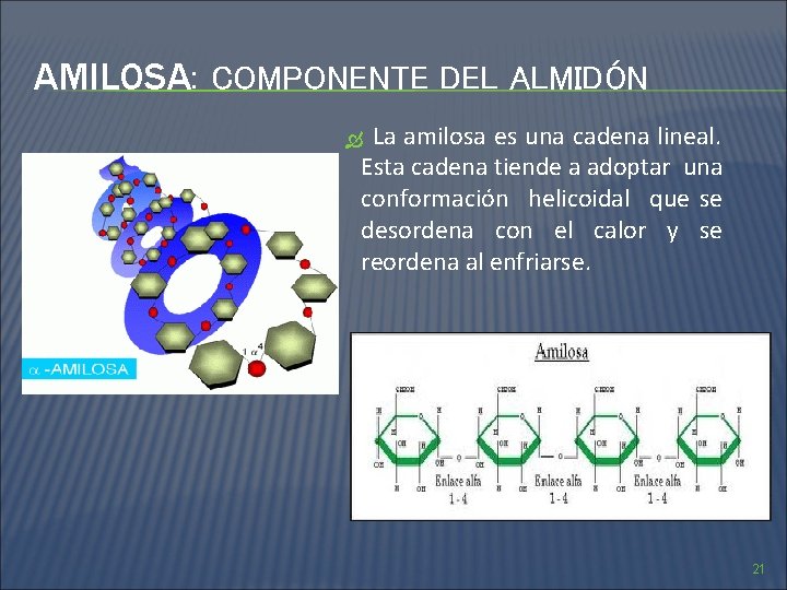 AMILOSA: COMPONENTE DEL ALMIDÓN La amilosa es una cadena lineal. Esta cadena tiende a