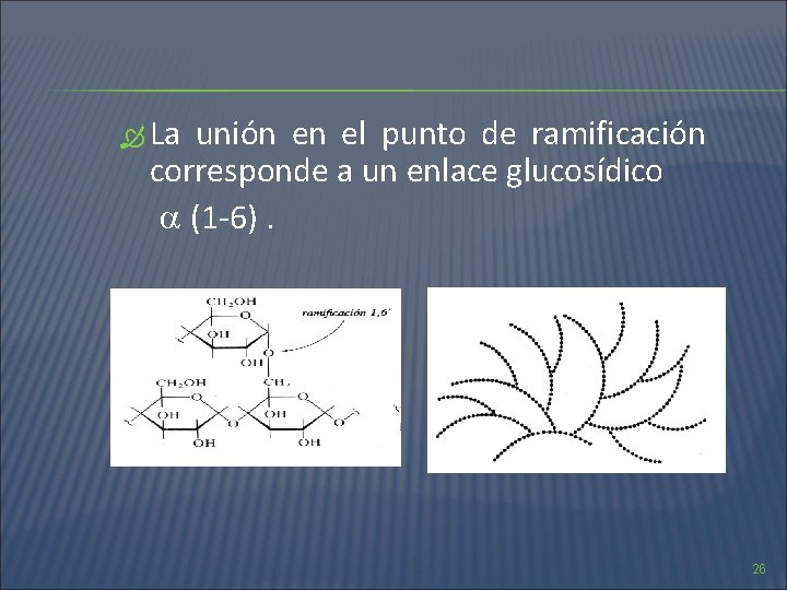  La unión en el punto de ramificación corresponde a un enlace glucosídico (1