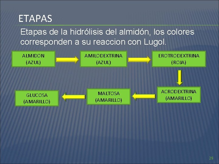 ETAPAS Etapas de la hidrólisis del almidón, los colores corresponden a su reaccion con