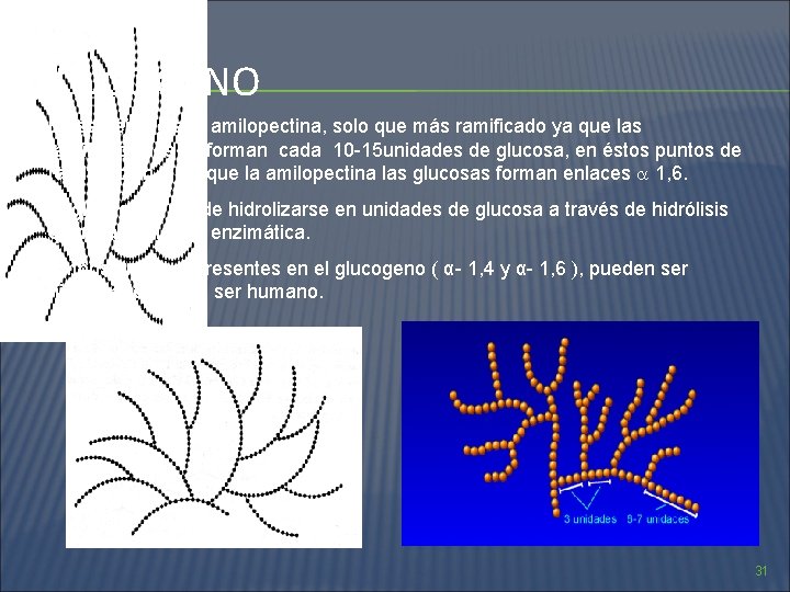 GLUCOGENO Es semejante a la amilopectina, solo que más ramificado ya que las ramificaciones