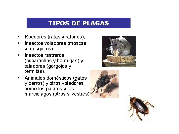 TIPOS DE PLAGAS • Roedores (ratas y ratones), • Insectos voladores (moscas y mosquitos),