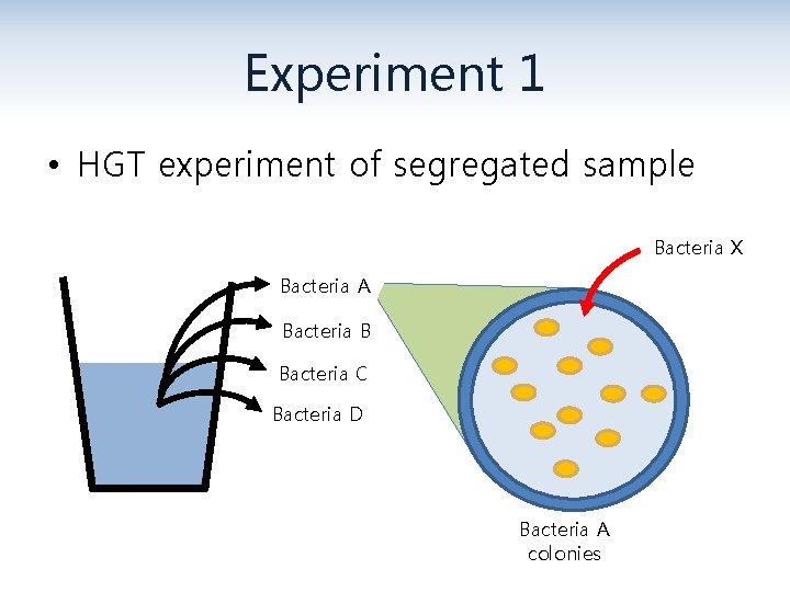 Experiment 1 • HGT experiment of segregated sample Bacteria X Bacteria A Bacteria B