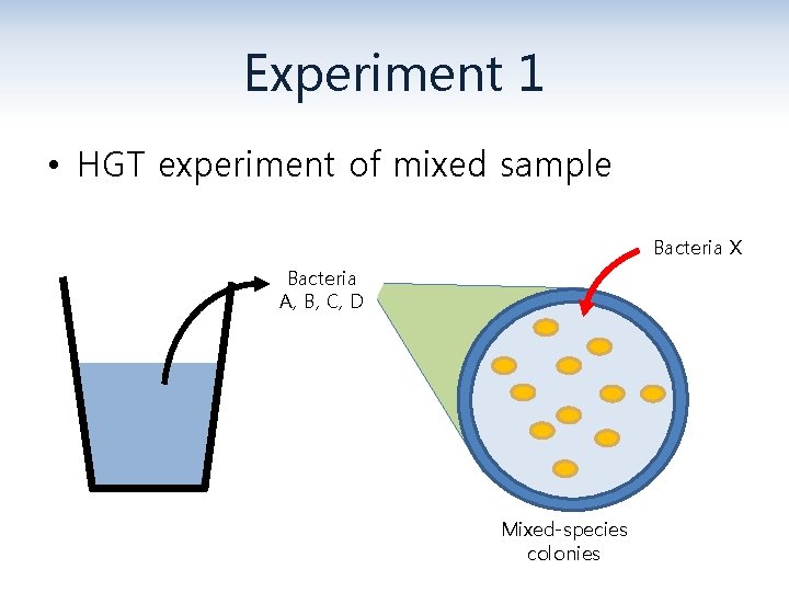 Experiment 1 • HGT experiment of mixed sample Bacteria X Bacteria A, B, C,