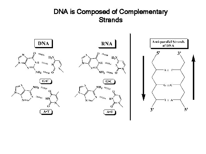 DNA is Composed of Complementary Strands 