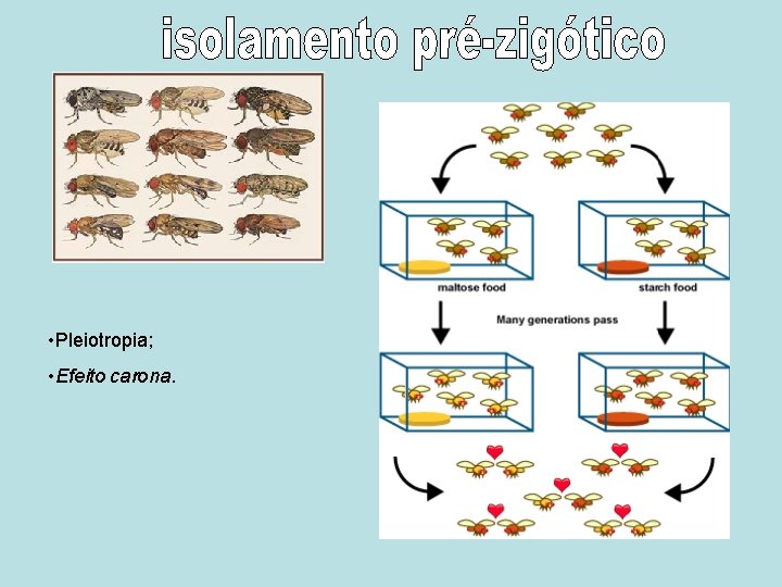  • Pleiotropia; • Efeito carona. 