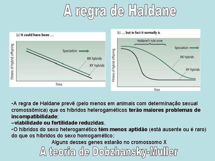  • A regra de Haldane prevê (pelo menos em animais com determinação sexual