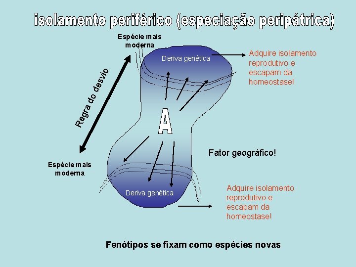 Espécie mais moderna Adquire isolamento reprodutivo e escapam da homeostase! Re g ra do