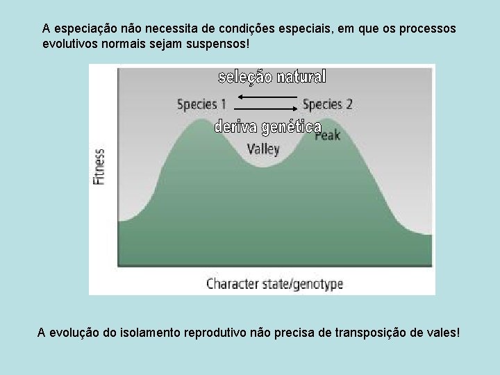 A especiação necessita de condições especiais, em que os processos evolutivos normais sejam suspensos!