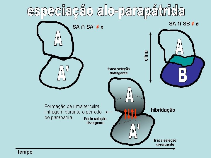 SA ∩ SB ≠ ø clina SA ∩ SA’ ≠ ø fraca seleção divergente