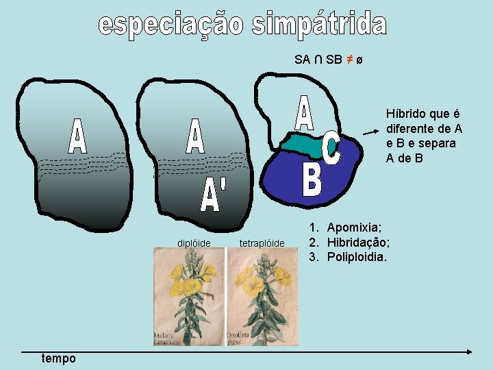 SA ∩ SB ≠ ø Híbrido que é diferente de A e B e