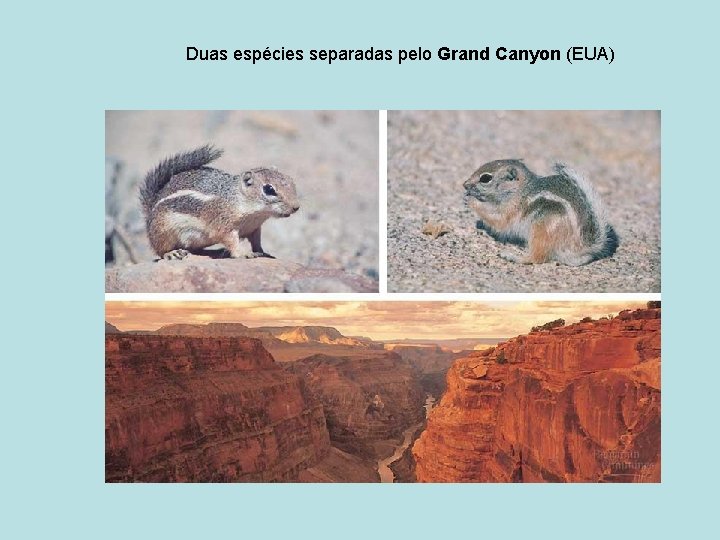 Duas espécies separadas pelo Grand Canyon (EUA) 