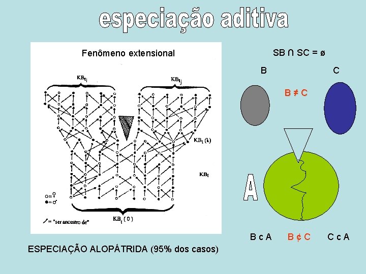 SB ∩ SC = ø Fenômeno extensional B C B≠C Bc. A ESPECIAÇÃO ALOPÁTRIDA