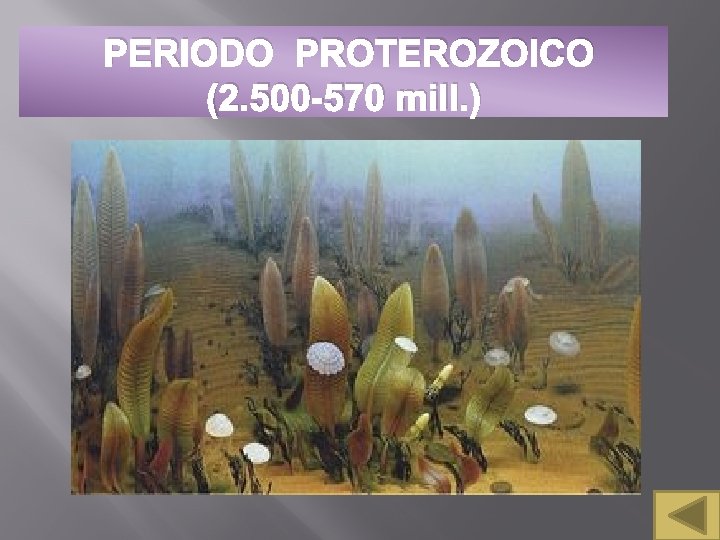 PERIODO PROTEROZOICO (2. 500 -570 mill. ) 
