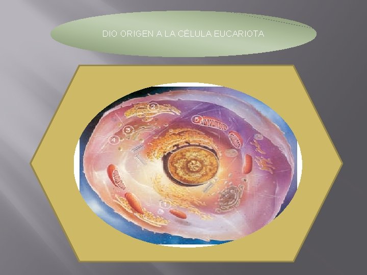 DIO ORIGEN A LA CÉLULA EUCARIOTA 