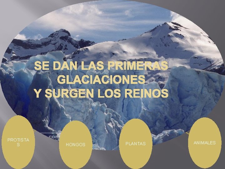 SE DAN LAS PRIMERAS GLACIACIONES Y SURGEN LOS REINOS PROTISTA S HONGOS PLANTAS ANIMALES