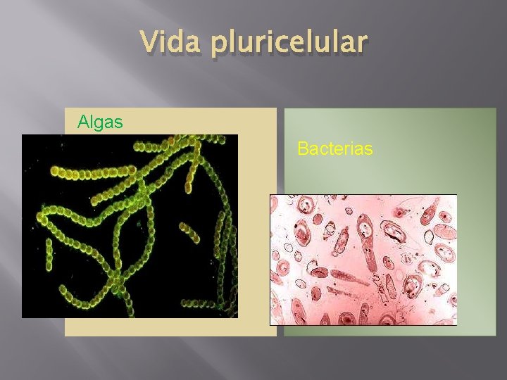 Vida pluricelular Algas Bacterias 