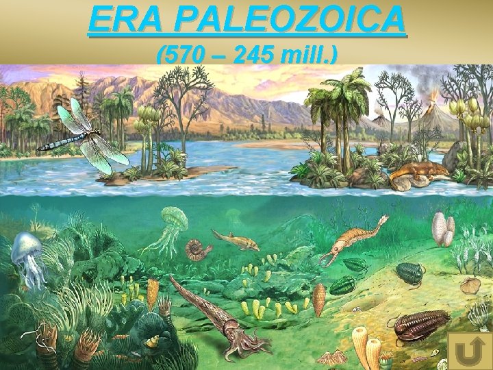 ERA PALEOZOICA (570 – 245 mill. ) 