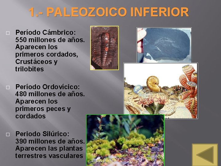 1. - PALEOZOICO INFERIOR � Período Cámbrico: 550 millones de años. Aparecen los primeros