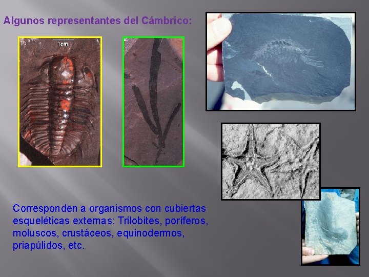 Algunos representantes del Cámbrico: Corresponden a organismos con cubiertas esqueléticas externas: Trilobites, poríferos, moluscos,