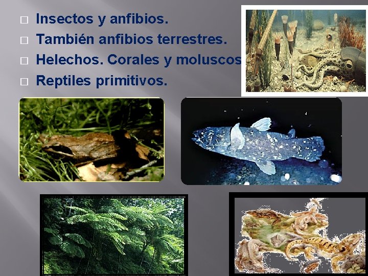 � � Insectos y anfibios. También anfibios terrestres. Helechos. Corales y moluscos. Reptiles primitivos.
