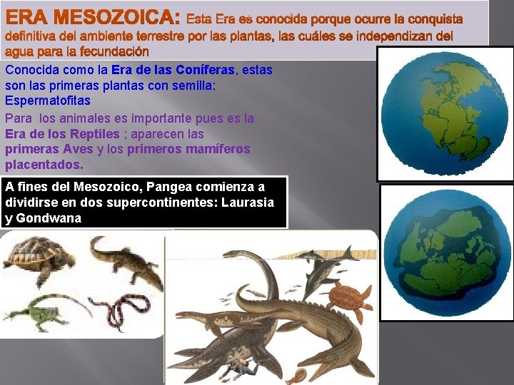 Conocida como la Era de las Coníferas, estas son las primeras plantas con semilla: