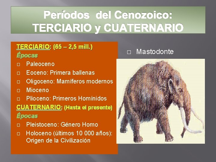 Períodos del Cenozoico: TERCIARIO y CUATERNARIO TERCIARIO: (65 – 2, 5 mill. ) Épocas