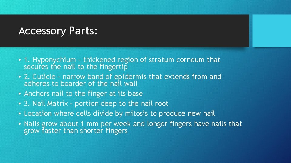 Accessory Parts: • 1. Hyponychium – thickened region of stratum corneum that secures the