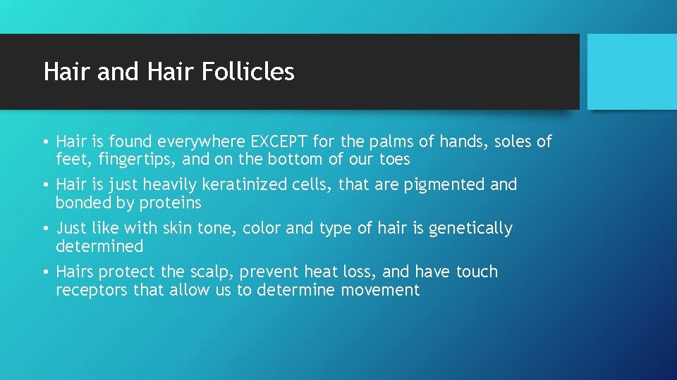 Hair and Hair Follicles • Hair is found everywhere EXCEPT for the palms of Hair and Hair Follicles • Hair is found everywhere EXCEPT for the palms of