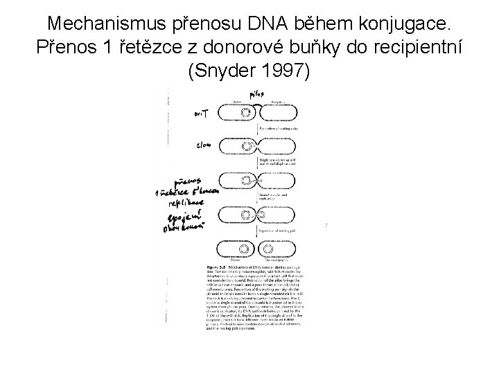 Mechanismus přenosu DNA během konjugace. Přenos 1 řetězce z donorové buňky do recipientní (Snyder Mechanismus přenosu DNA během konjugace. Přenos 1 řetězce z donorové buňky do recipientní (Snyder