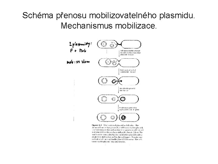 Schéma přenosu mobilizovatelného plasmidu. Mechanismus mobilizace. Schéma přenosu mobilizovatelného plasmidu. Mechanismus mobilizace.