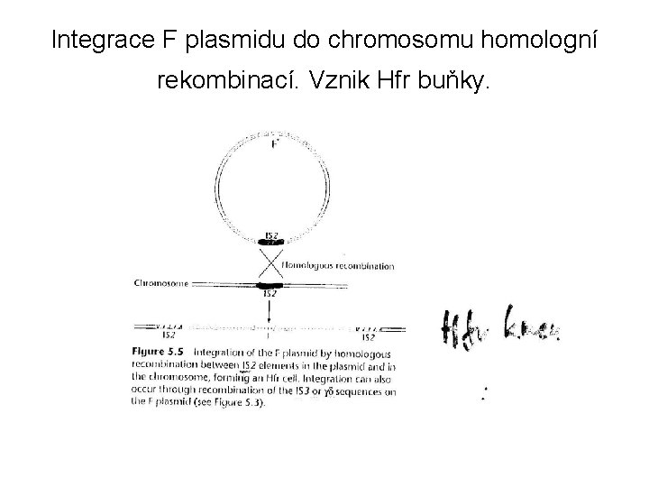 Integrace F plasmidu do chromosomu homologní rekombinací. Vznik Hfr buňky. 