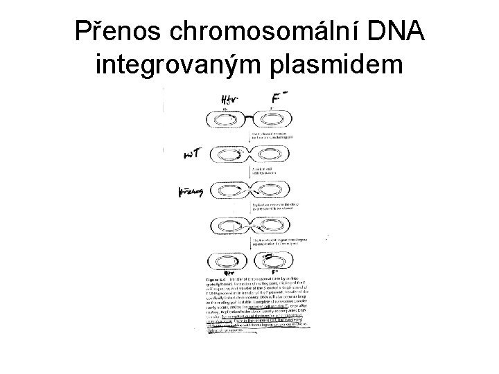 Přenos chromosomální DNA integrovaným plasmidem 