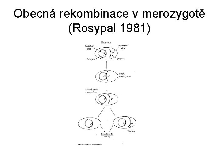 Obecná rekombinace v merozygotě (Rosypal 1981) Obecná rekombinace v merozygotě (Rosypal 1981)
