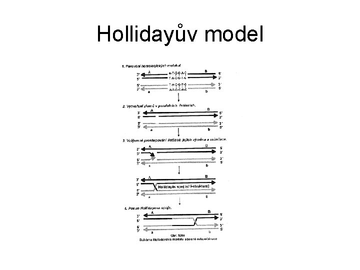 Hollidayův model Hollidayův model