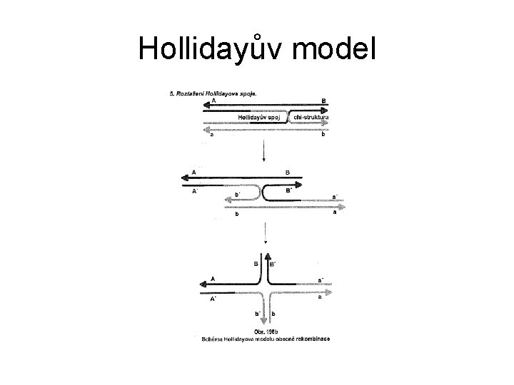Hollidayův model Hollidayův model