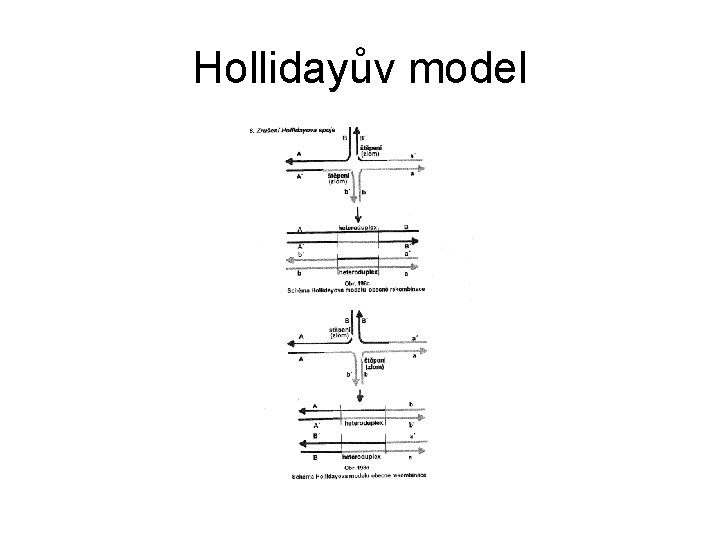 Hollidayův model 