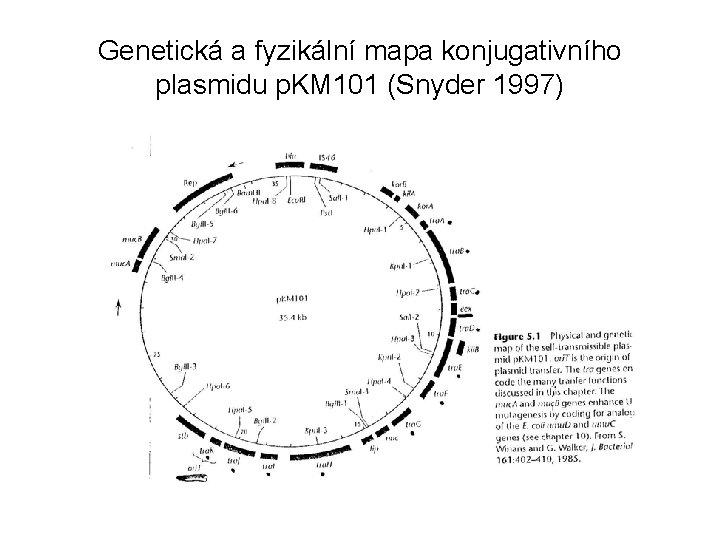 Genetická a fyzikální mapa konjugativního plasmidu p. KM 101 (Snyder 1997) 