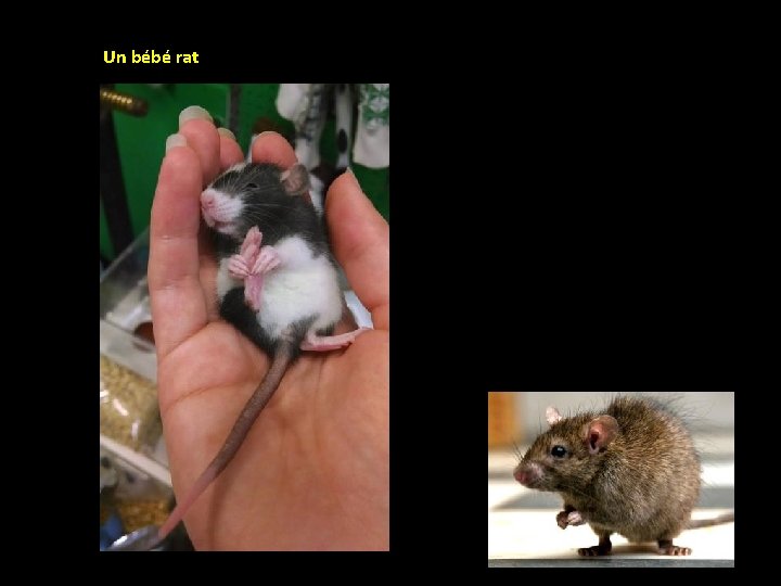 Un bébé rat 