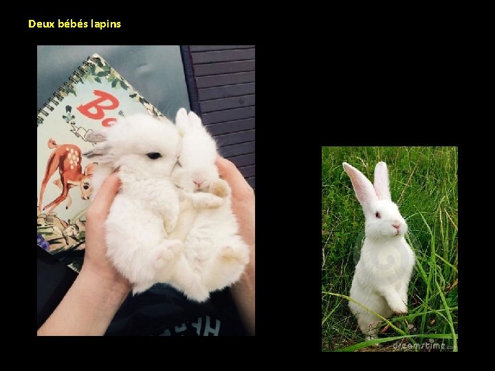Deux bébés lapins 
