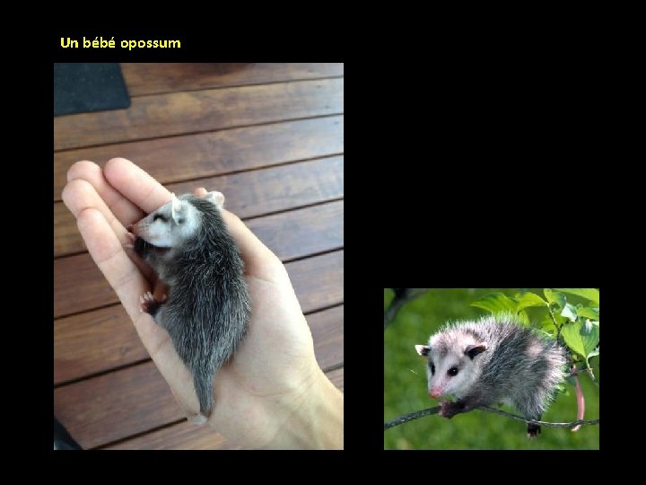 Un bébé opossum 