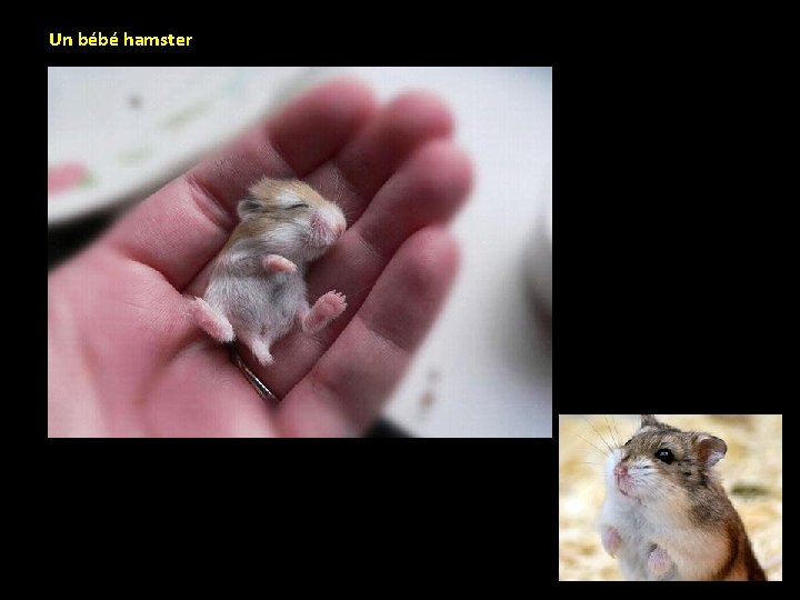 Un bébé hamster 