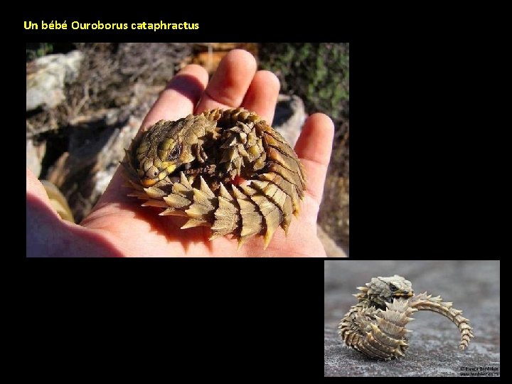 Un bébé Ouroborus cataphractus 