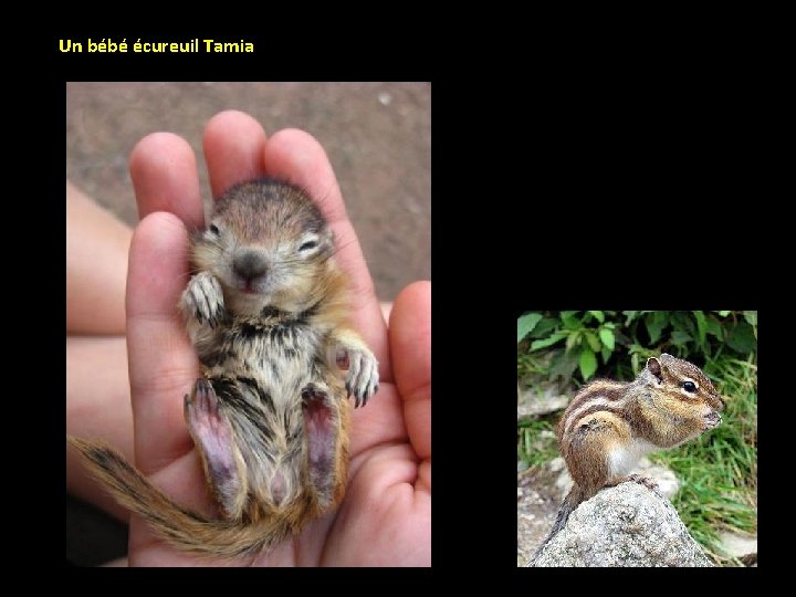 Un bébé écureuil Tamia 