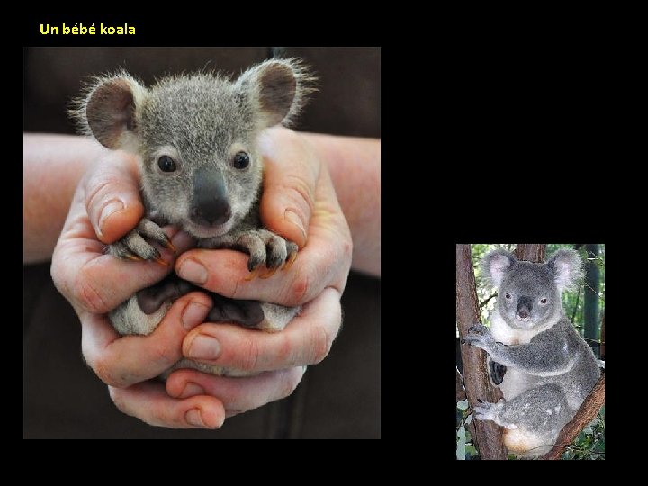 Un bébé koala 