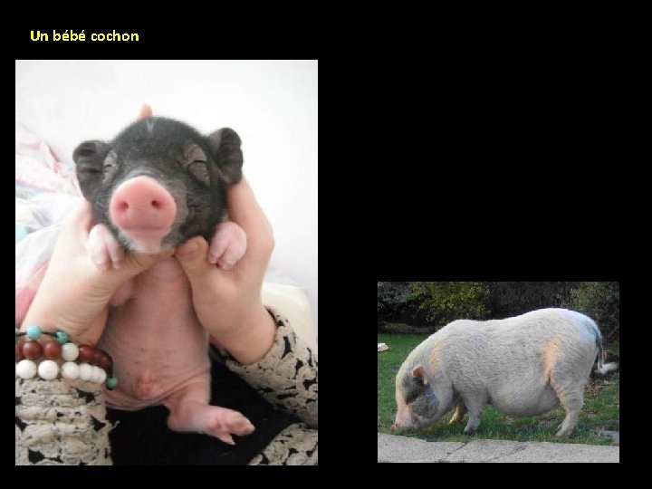 Un bébé cochon 